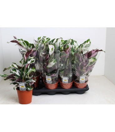 Calathea Stella Ø 14