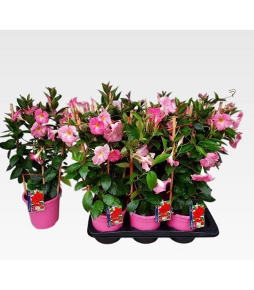 Dipladenia rio Light pink Ø 17