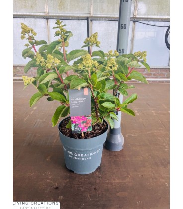 Hortensia Liv Infinity Ø 23 h 60
