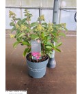 Hortensia Liv Infinity Ø 23 h 60