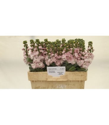 Giroflée Pink