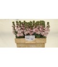 Giroflée Pink