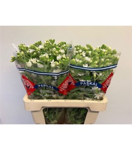Oxypetalum alba 60 cm