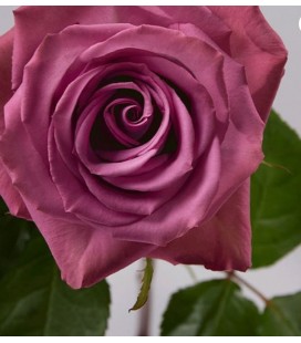 Rose equat Piacere 50 cm x 25