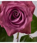 Rose equat Piacere 50 cm x 25