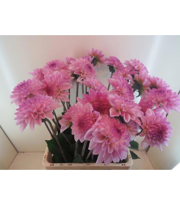 Dahlia Espacio 65 cm