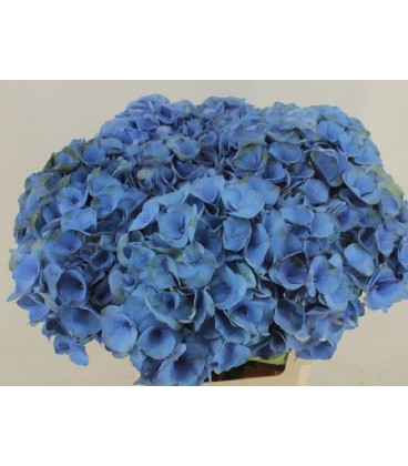 Hortensia M Roy Crown bl 60 cm