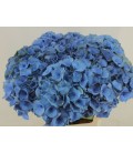 Hortensia M Roy Crown bl 60 cm