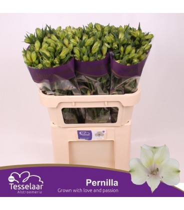 Alsreomeria Pernilla 