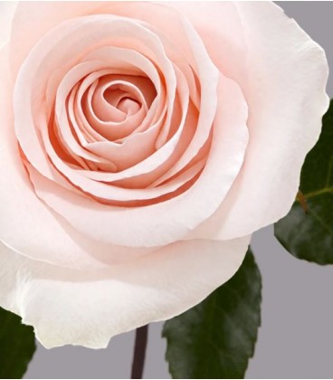 Rose equat Sweet beat 50 cm x 25