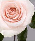 Rose equat Sweet beat 50 cm x 25