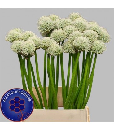Allium White Giant 90 cm