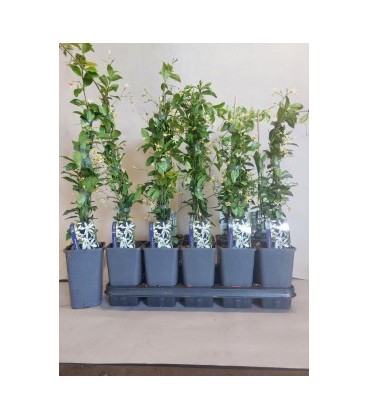 Jasmin Trachelospernum Rose Ø 17