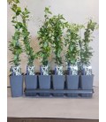 Jasmin Trachelospernum Rose Ø 17
