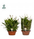 Spathiphyllium Coupe de 23 H 40 cm