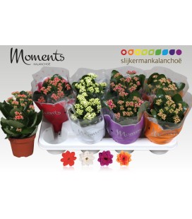 Kalanchoe pot de 12