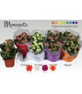 Kalanchoe pot de 12.5