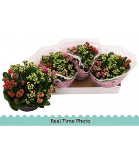 Kalanchoe Coupe de 23 Carnaval 