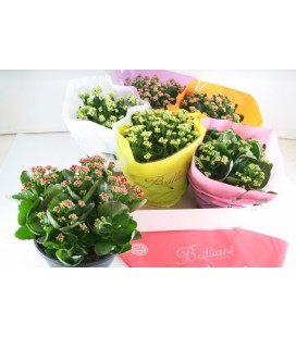 Kalanchoe mix 6 coul coupe Ø 23
