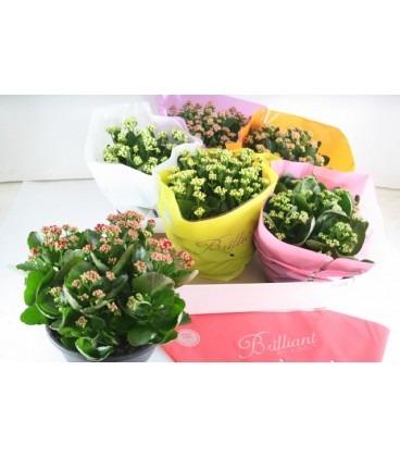 Kalanchoe mix 6 coul coupe Ø 23