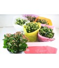 Kalanchoe mix 6 coul coupe Ø 23