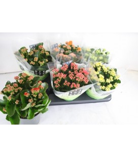Kalanchoe Ø 15 mix 5 coul