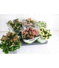Kalanchoe Ø 15 mix 5 coul
