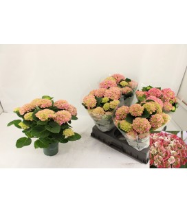 Hortensia Mag Revolution Ø 14 rose ou bleu