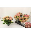 Hortensia Mag Revolution Ø 14 rose ou bleu