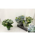 Hortensia Mag Revolution Ø 14