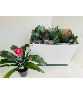 Aechmea primera pot de 14