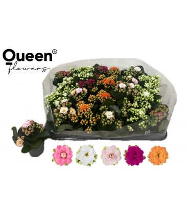 Kalanchoe Mix 5 Couleur Ø6