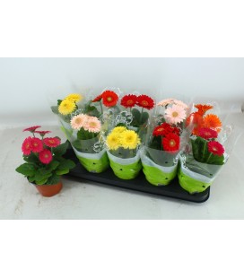 Germini pot de 12 