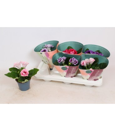 Gloxinia mix pot de 12