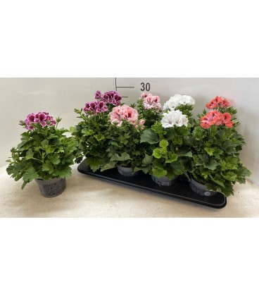 Pelargonium mix pot de 12