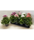 Pelargonium mix pot de 12