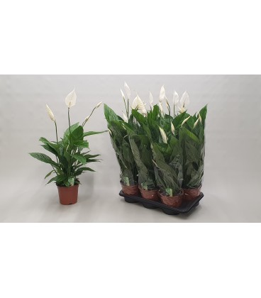Spathiphyllium Verdi pot de 17 H 65