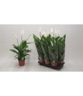 Spathiphyllum Verdi pot de 17 H 75