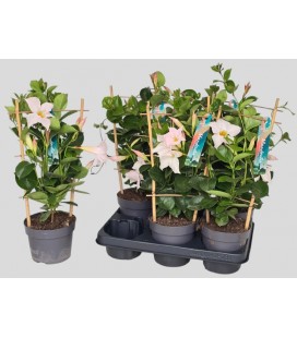 Dipladenia Blanc Pot de 13 h 40