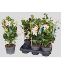 Dipladenia Blanc Pot de 17 h 50