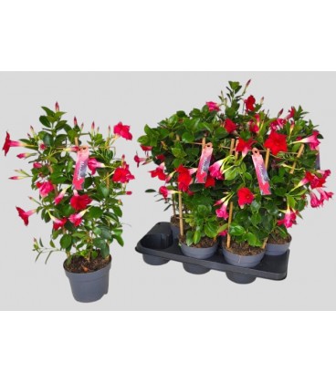 Dipladenia Sun Red pot de 17 h 70