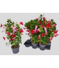 Dipladenia Sun Red  Ø 17 h 55/65