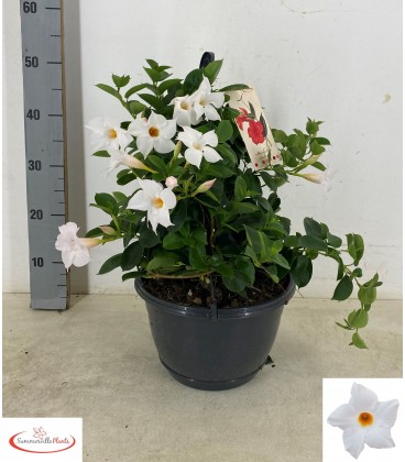 Dipladenia Blanc coupe de 27 h 25
