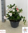 Dipladenia Blanc coupe de 27 h 25
