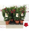 Dipladenia Sun Red pot de 17 h 70