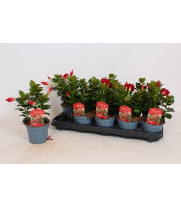 Dipladenia rio deep rouge Ø 12