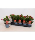 Dipladenia rio deep rouge Ø 12