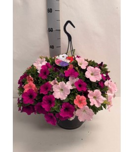 Petunia carnaval suspension Ø 25