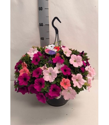 Petunia carnaval Ø 25