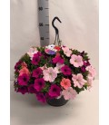 Petunia carnaval Ø 25